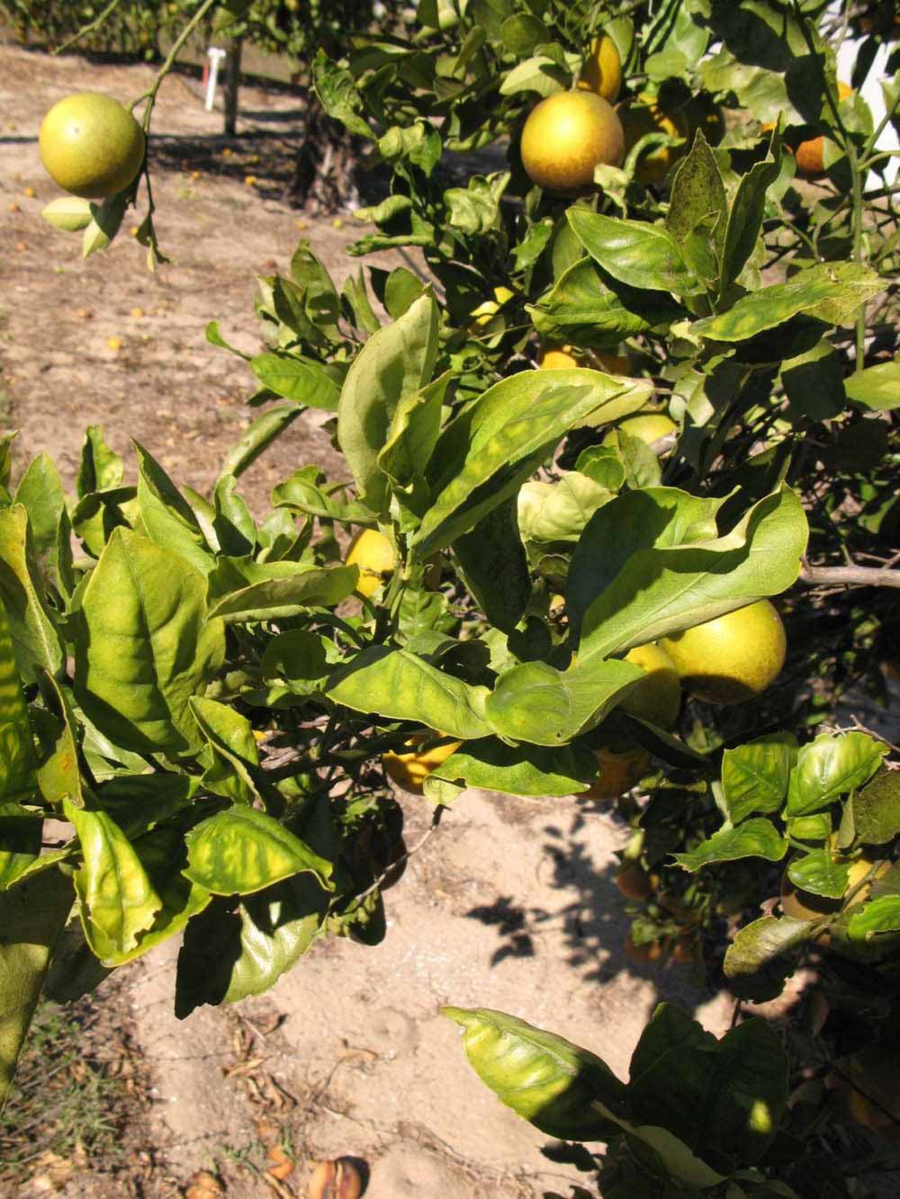            Sun leaves (Winter Haven, FL)   